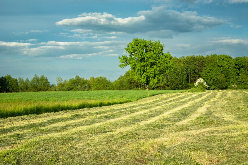 Clearing Along Property Lines